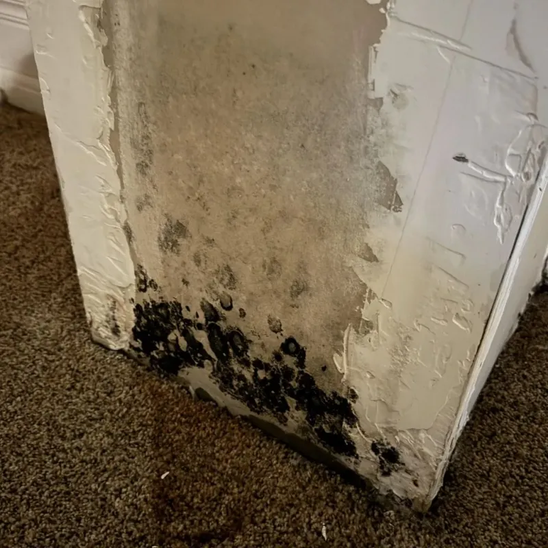 Professional Mold Removal in Stewartville, AL
